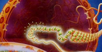 Microbiology